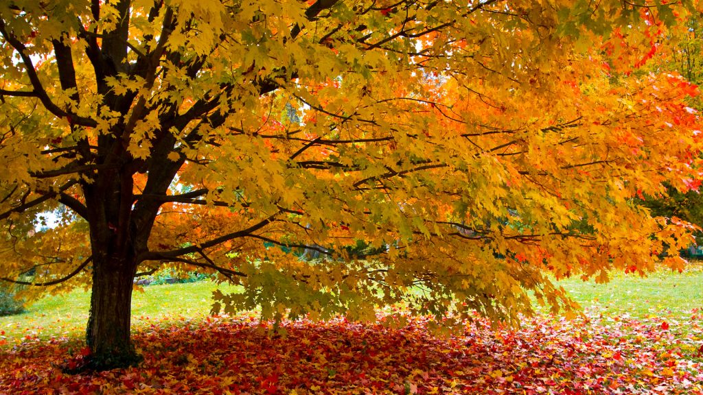 Maple tree Autumn